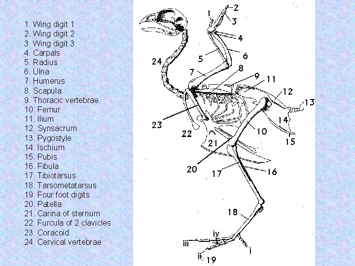 1. Wing digit 1 2. Wing digit 2 3. Wing digit 3 4. Carpals