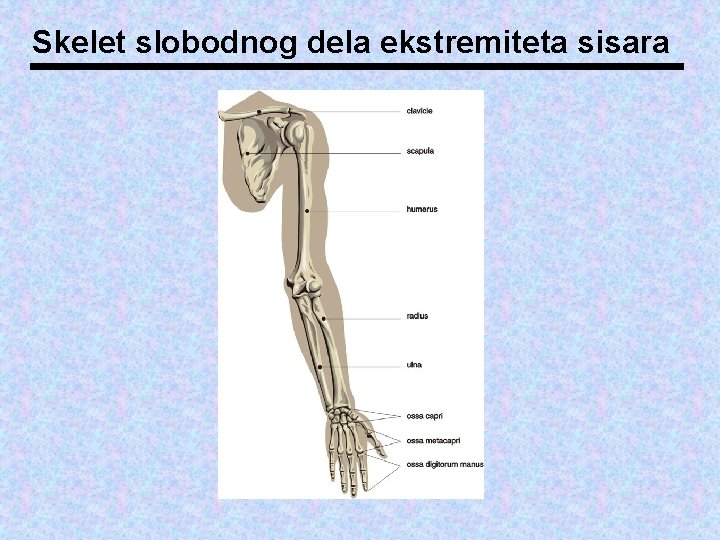 Skelet slobodnog dela ekstremiteta sisara 