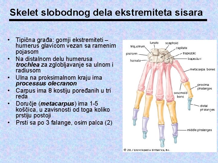 Skelet slobodnog dela ekstremiteta sisara • Tipična građa: gornji ekstremiteti – humerus glavicom vezan