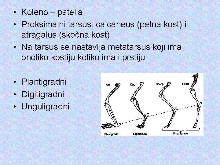  • Koleno – patella • Proksimalni tarsus: calcaneus (petna kost) i atragalus (skočna