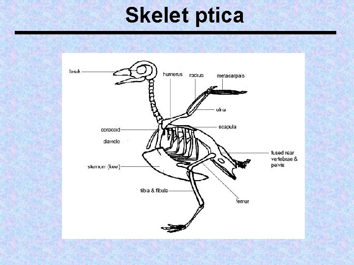 Skelet ptica 