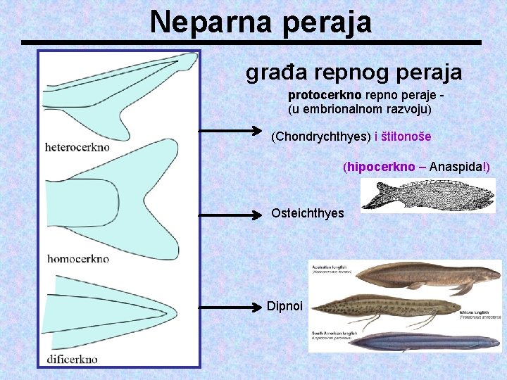 Neparna peraja građa repnog peraja protocerkno repno peraje (u embrionalnom razvoju) (Chondrychthyes) i štitonoše