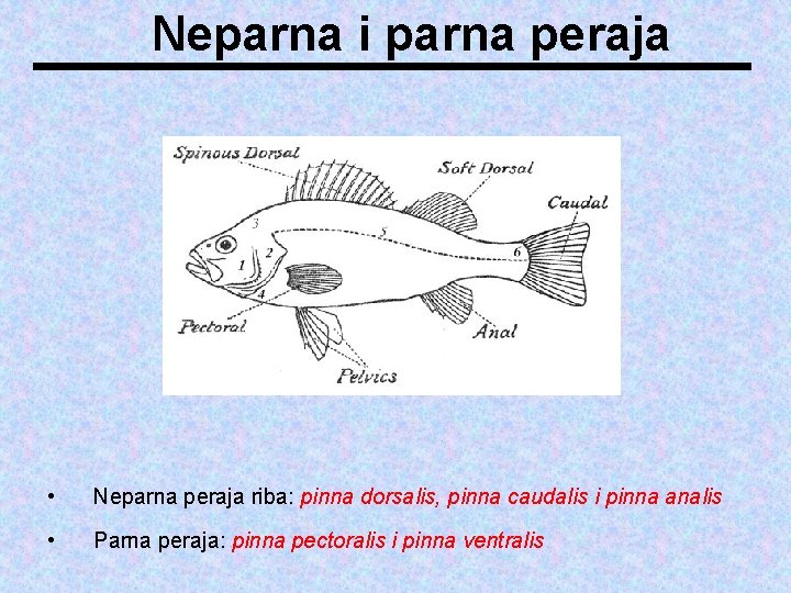 Neparna i parna peraja • Neparna peraja riba: pinna dorsalis, pinna caudalis i pinna