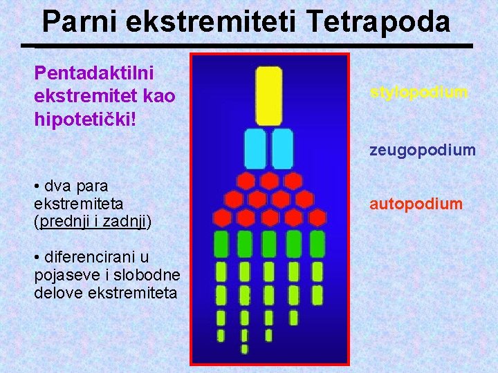 Parni ekstremiteti Tetrapoda Pentadaktilni ekstremitet kao hipotetički! stylopodium zeugopodium • dva para ekstremiteta (prednji