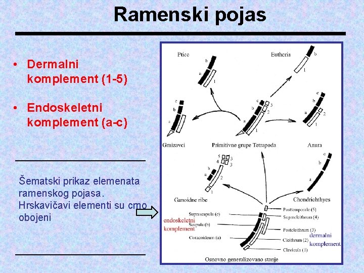 Ramenski pojas • Dermalni komplement (1 -5) • Endoskeletni komplement (a-c) Šematski prikaz elemenata