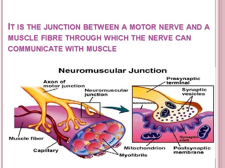 IT IS THE JUNCTION BETWEEN A MOTOR NERVE AND A MUSCLE FIBRE THROUGH WHICH