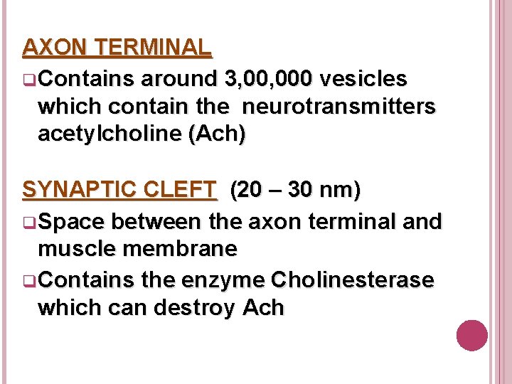 AXON TERMINAL q Contains around 3, 000 vesicles which contain the neurotransmitters acetylcholine (Ach)