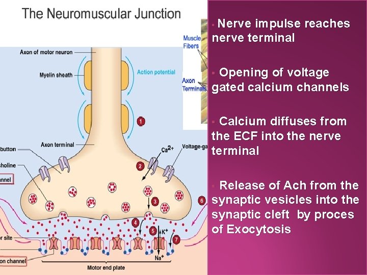 Nerve impulse reaches nerve terminal § Opening of voltage gated calcium channels § Calcium