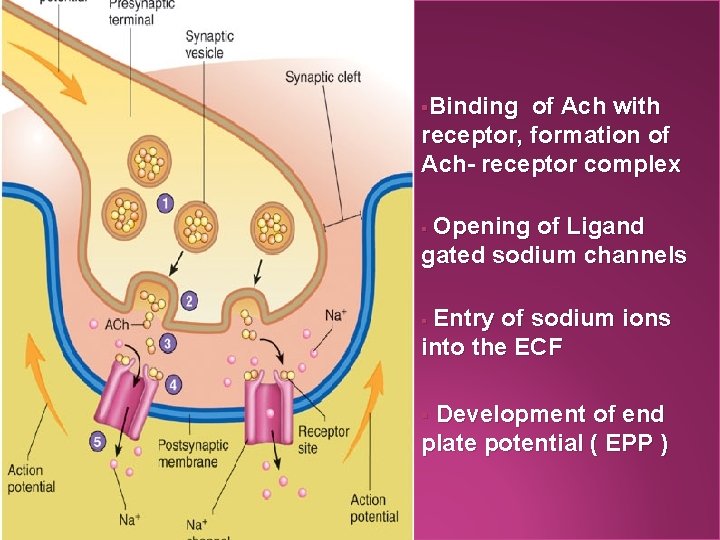 §Binding of Ach with receptor, formation of Ach- receptor complex Opening of Ligand gated