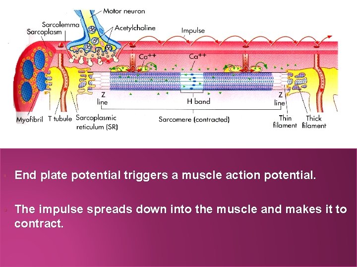 § End plate potential triggers a muscle action potential. § The impulse spreads down