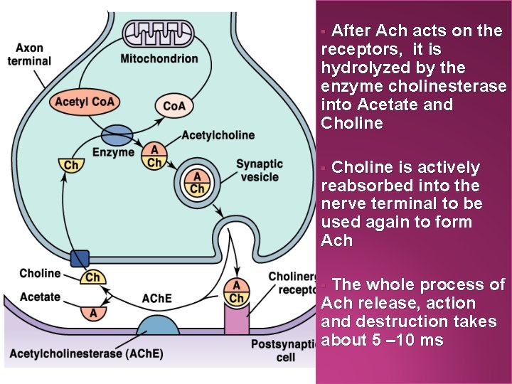 After Ach acts on the receptors, it is hydrolyzed by the enzyme cholinesterase into