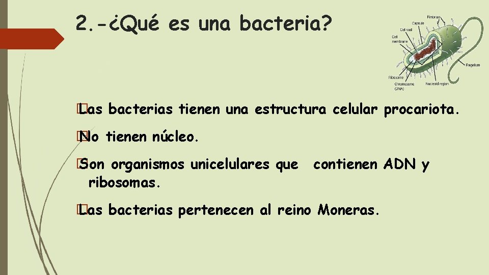 2. -¿Qué es una bacteria? � Las bacterias tienen una estructura celular procariota. �