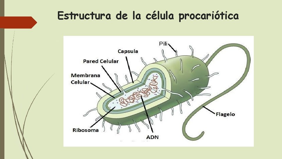 Estructura de la célula procariótica 
