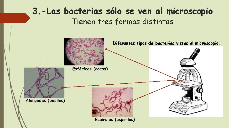 3. -Las bacterias sólo se ven al microscopio Tienen tres formas distintas Diferentes tipos