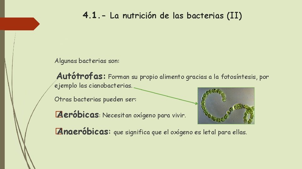4. 1. - La nutrición de las bacterias (II) Algunas bacterias son: Autótrofas: Forman