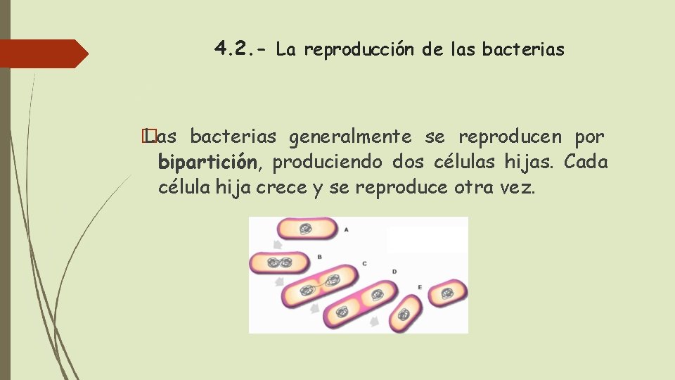 4. 2. - La reproducción de las bacterias � Las bacterias generalmente se reproducen