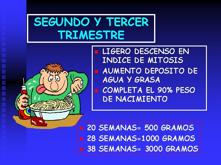 SEGUNDO Y TERCER TRIMESTRE n n n LIGERO DESCENSO EN INDICE DE MITOSIS AUMENTO