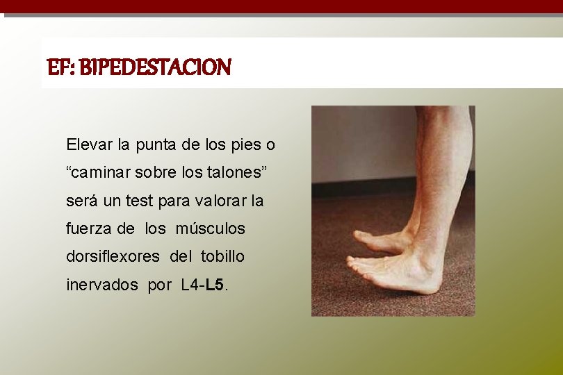 EF: BIPEDESTACION Elevar la punta de los pies o “caminar sobre los talones” será