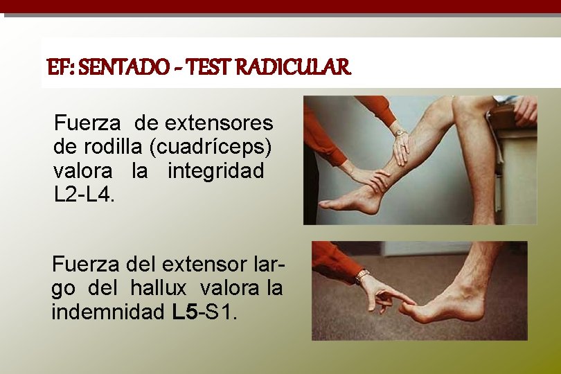 EF: SENTADO - TEST RADICULAR Fuerza de extensores de rodilla (cuadríceps) valora la integridad