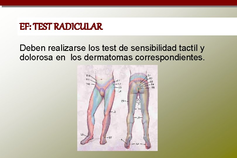 EF: TEST RADICULAR Deben realizarse los test de sensibilidad tactíl y dolorosa en los