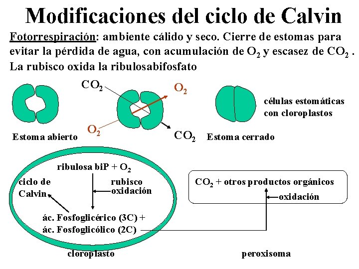Modificaciones del ciclo de Calvin Fotorrespiración: ambiente cálido y seco. Cierre de estomas para