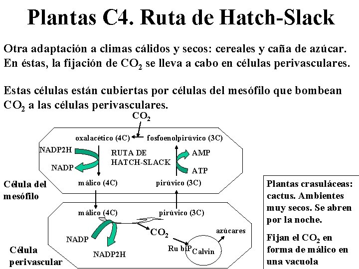 Plantas C 4. Ruta de Hatch-Slack Otra adaptación a climas cálidos y secos: cereales