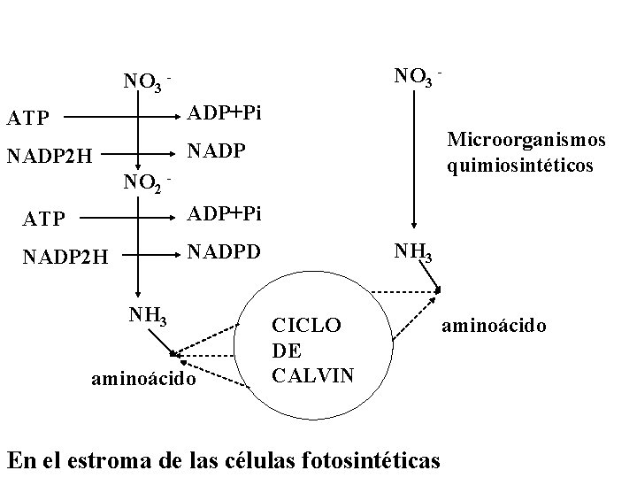 NO 3 - NO 3 ATP ADP+Pi NADP 2 H NADP Microorganismos quimiosintéticos NO