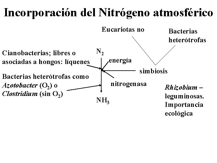 Incorporación del Nitrógeno atmosférico Eucariotas no Bacterias heterótrofas N 2 Cianobacterias; libres o energía