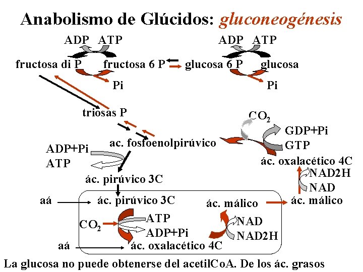 Anabolismo de Glúcidos: gluconeogénesis ADP ATP fructosa di P fructosa 6 P Pi triosas