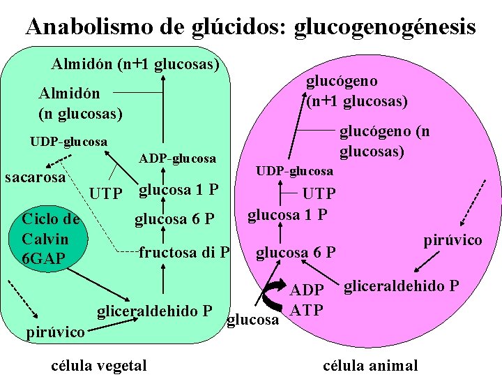 Anabolismo de glúcidos: glucogenogénesis Almidón (n+1 glucosas) glucógeno (n+1 glucosas) Almidón (n glucosas) glucógeno