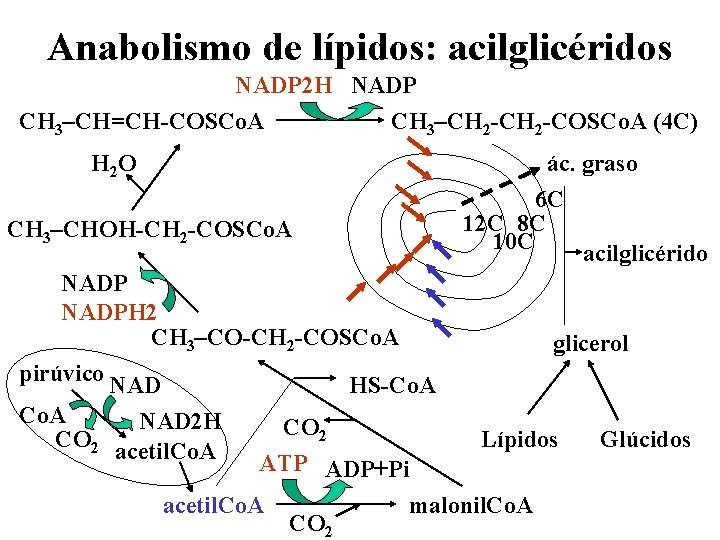 Anabolismo de lípidos: acilglicéridos NADP 2 H NADP CH 3–CH=CH-COSCo. A CH 3–CH 2