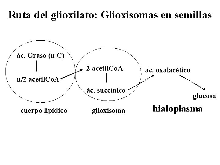 Ruta del glioxilato: Glioxisomas en semillas ác. Graso (n C) 2 acetil. Co. A