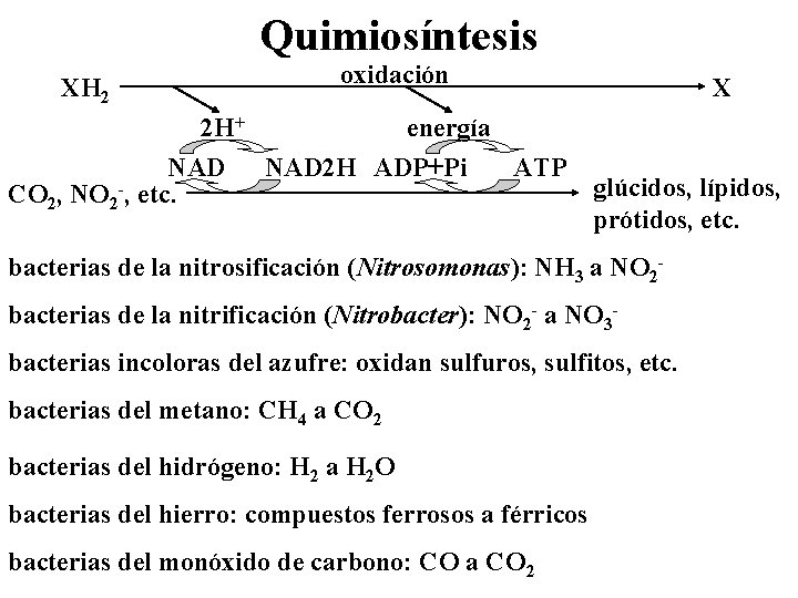 Quimiosíntesis oxidación XH 2 2 H+ NAD CO 2, NO 2 -, etc. X