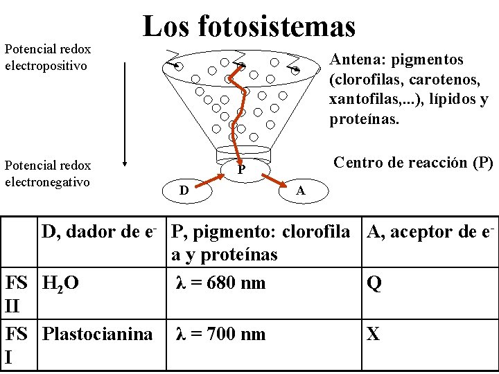 Potencial redox electropositivo Potencial redox electronegativo Los fotosistemas Antena: pigmentos (clorofilas, carotenos, xantofilas, .