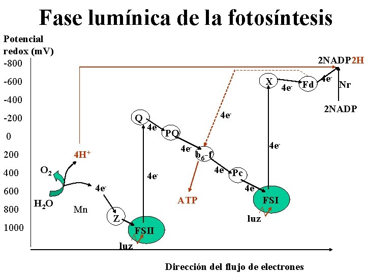 Fase lumínica de la fotosíntesis Potencial redox (m. V) -800 2 NADP 2 H