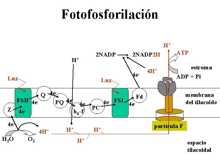 Fotofosforilación H+ H+ 2 NADP Luz 2 NADP 2 H 4 e- 4 H+