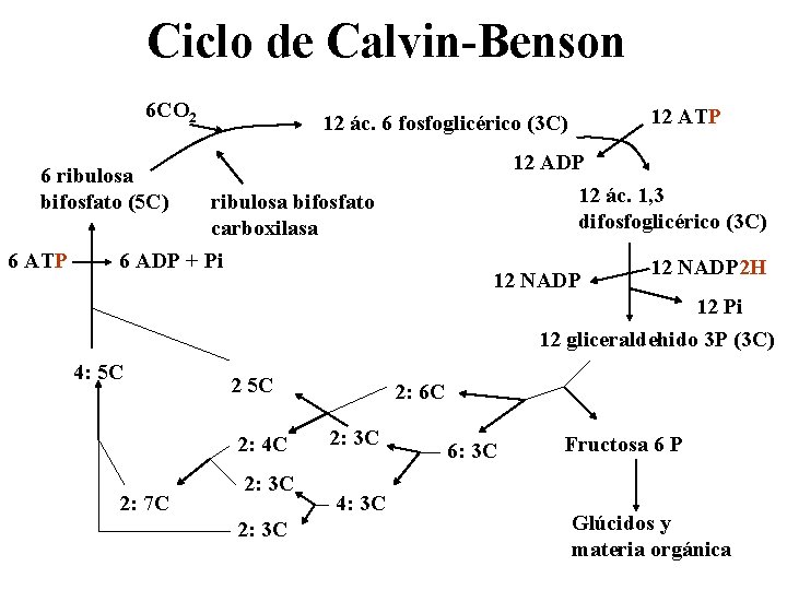 Ciclo de Calvin-Benson 6 CO 2 12 ADP 12 ác. 1, 3 difosfoglicérico (3
