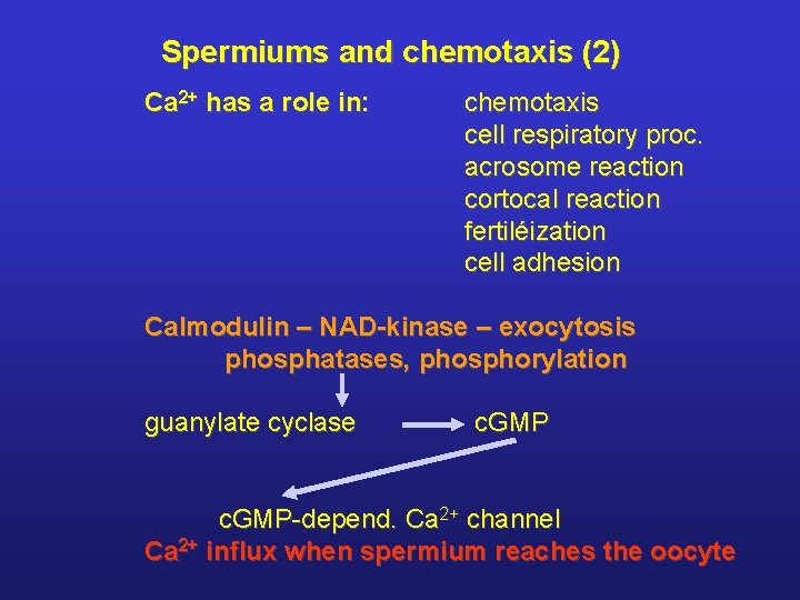 Spermiums and chemotaxis (2) Ca 2+ has a role in: chemotaxis cell respiratory proc.