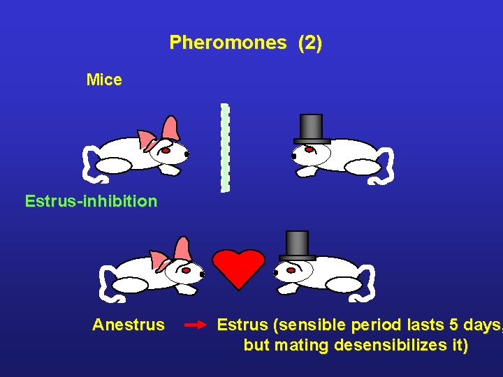 Pheromones (2) Mice Estrus-inhibition Anestrus Estrus (sensible period lasts 5 days, but mating desensibilizes