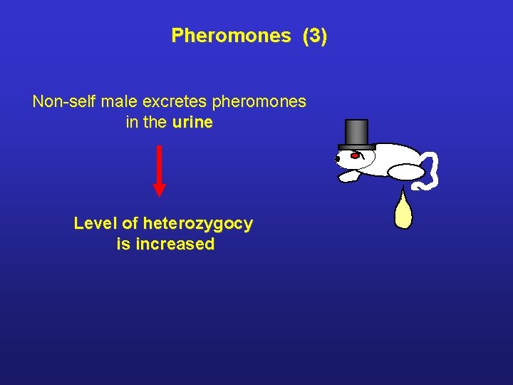 Pheromones (3) Non-self male excretes pheromones in the urine Level of heterozygocy is increased