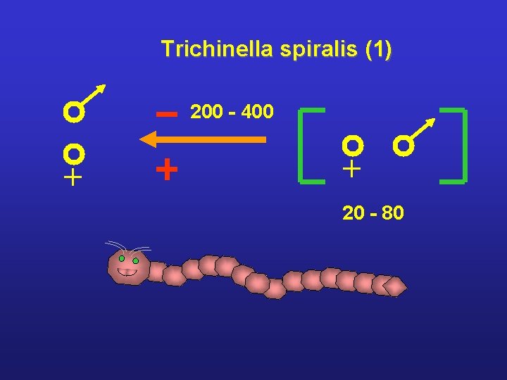 Trichinella spiralis (1) 200 - 400 + + 20 - 80 