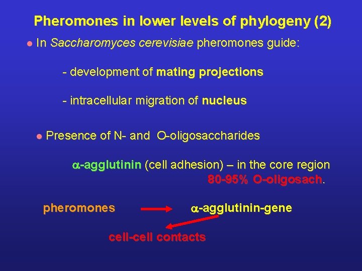 Pheromones in lower levels of phylogeny (2) l In Saccharomyces cerevisiae pheromones guide: -
