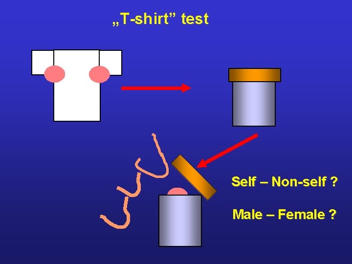 „T-shirt” test Self – Non-self ? Male – Female ? 