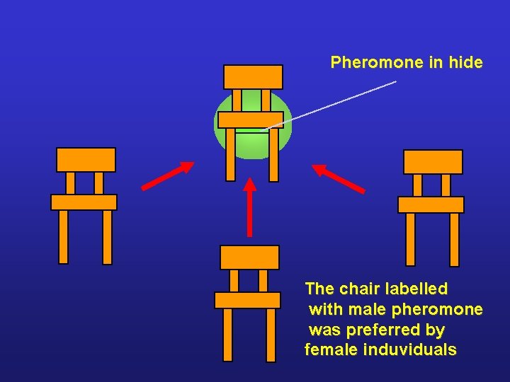 Pheromone in hide The chair labelled with male pheromone was preferred by female induviduals