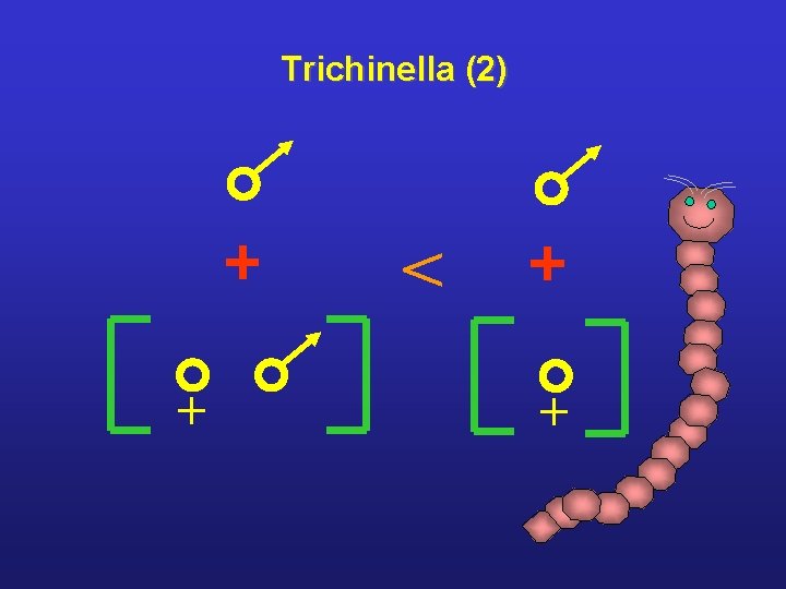 Trichinella (2) < + + 