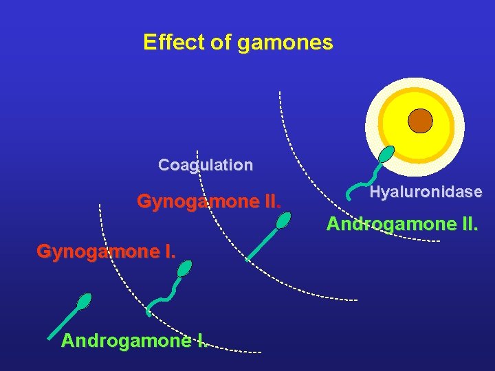 Effect of gamones Coagulation Gynogamone II. Gynogamone I. Androgamone I. Hyaluronidase Androgamone II. 