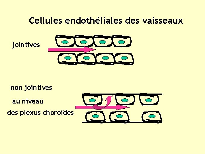 Cellules endothéliales des vaisseaux jointives non jointives au niveau des plexus choroïdes 
