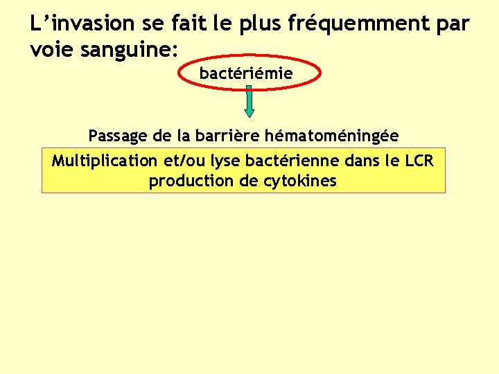 L’invasion se fait le plus fréquemment par voie sanguine: bactériémie Passage de la barrière