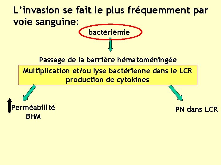 L’invasion se fait le plus fréquemment par voie sanguine: bactériémie Passage de la barrière