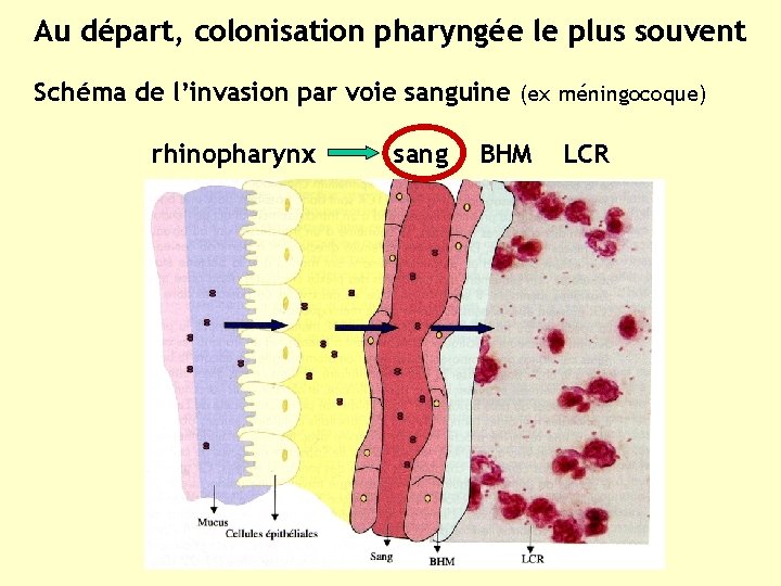 Au départ, colonisation pharyngée le plus souvent Schéma de l’invasion par voie sanguine (ex